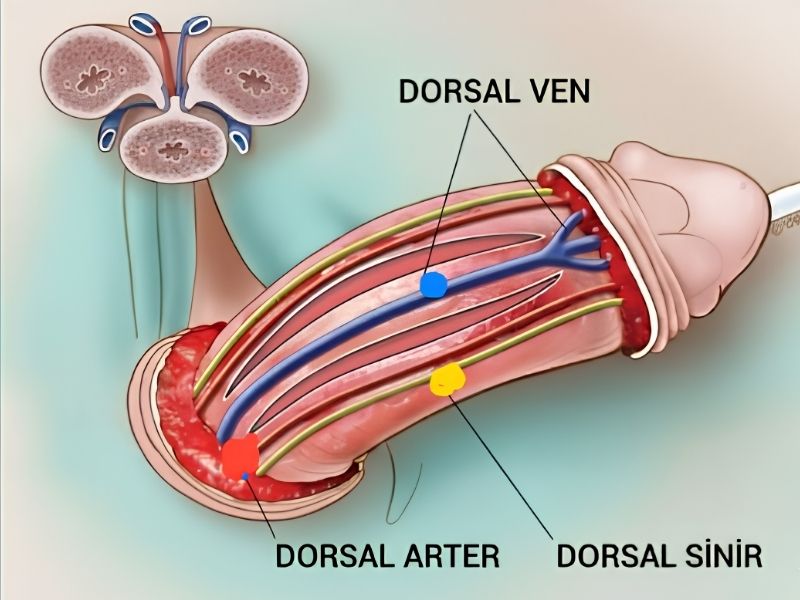 penis-dorsal