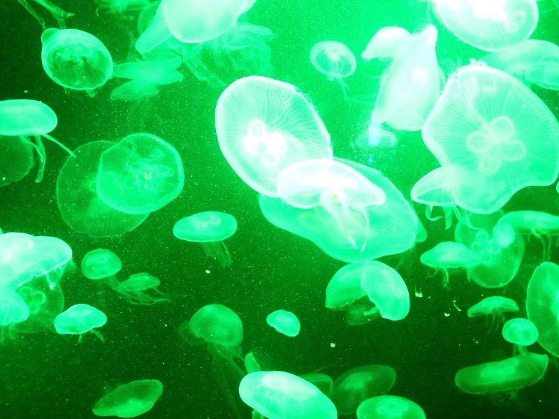 greenlight-lazer-ile-ejakulasyon-korunabilir-mi
